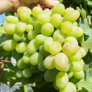 Саджанець Виноград (щеплений) Благовіст в контейнері